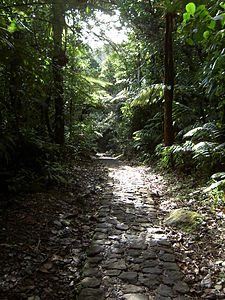 Guadeloupe 123 - Massif de la Soufrière 1467m - Chemin des bains jaunes.jpg