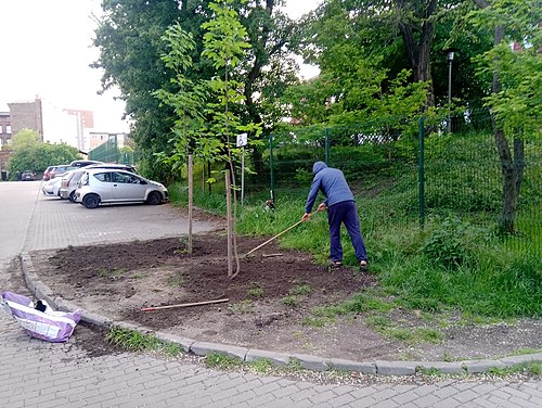 One of the actions of the Urban Guerilla Gardening; two sycamore maples (Acer pseudoplatanus L.) are planted at the site of an illegal car park