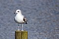 * Nomination Juvenile Common Gull (Larus canus) at Nørresø/Borgvold, Viborg. --Slaunger 11:55, 2 April 2015 (UTC) * Promotion Good quality. --Cccefalon 14:50, 2 April 2015 (UTC)