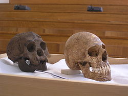 Homo Floresiensis