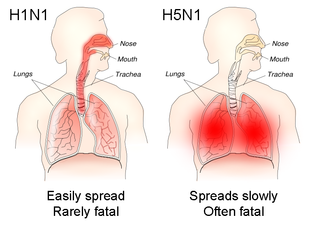 How the different sites of infection (shown in red) of H1N1 and H5N1 influences their transmission and lethality H1N1 versus H5N1 pathology.png