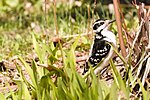 Thumbnail for File:Hairy Woodpecker pecking Silver Maple.jpg