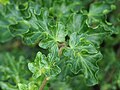 Hedera helix 'Bredon', Bluszcz pospolity 'Bredon', 2023-06-09