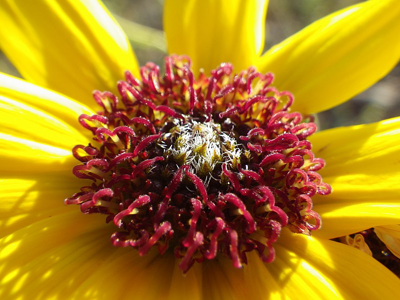 File:Helianthus petiolaris (7161930155).jpg