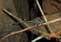 Heliogomphus lyratus 46804589.jpg