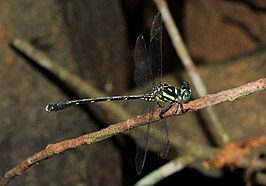 Heliogomphus lyratus