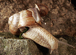 Sogenanntes Aeneas-Anchises-Paar von Elephas zurichensis beim Abstieg aus der Südwestdeutschen Stufenlandschaft. Das Jungtier trägt in typischer Haltung ein schon gnomisiertes Altexemplar.