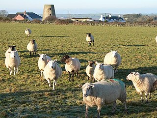 Hermon, Anglesey Human settlement in Wales