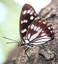 Hestina persimilis on trunk.JPG