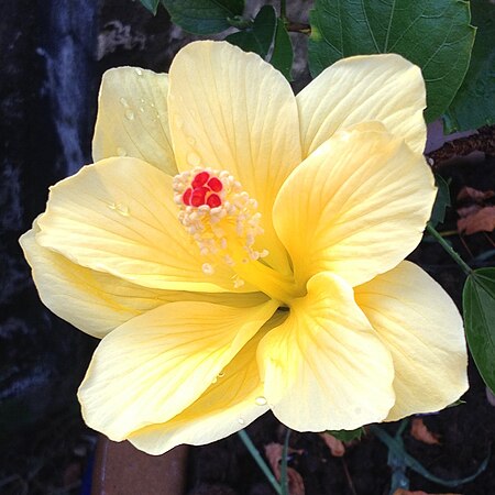 Tập_tin:Hibiscus_rosa-ainensis.jpg