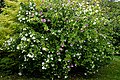 Hibiscus syriacus, Highdown Gardens, Worthing.jpg