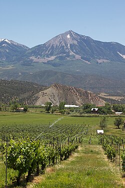 High Altitude Grapes (5879606201).jpg