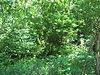 Taylor Mound and Village Site Hillside in Caesars Creek Gorge State Nature Preserve.jpg