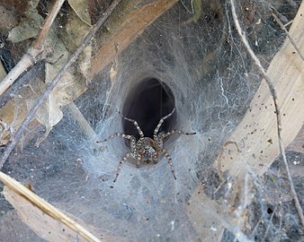 Hippasa holmerae (Lawn wolf spider) in its funnel web