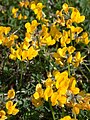 Français : Hippocrepis comosa Brasles (Aisne), France