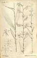 Habenaria arachnoides plate 18 in: A.A. Du Petit-Thouars: Histoire particulière des plantes Orchidées (1822)