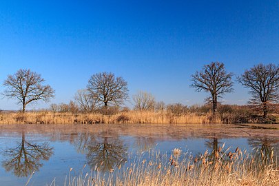 Étang à Michnovka.