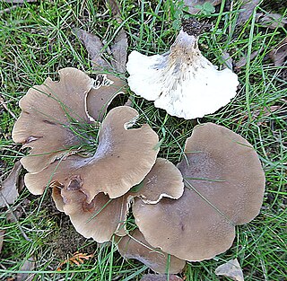 <i>Hohenbuehelia petaloides</i> Species of fungus