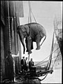 Hoisting the elephant (6211192534).jpg