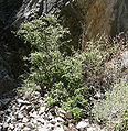 Robbers Roost, Spring Mountains, NV