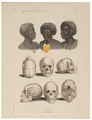 Homo sapiens - hoofd en schouders, schedel - Ethiopië - 1700-1880 - Print - Iconographia Zoologica - Special Collections University of Amsterdam - UBA01 IZ19400041.tif