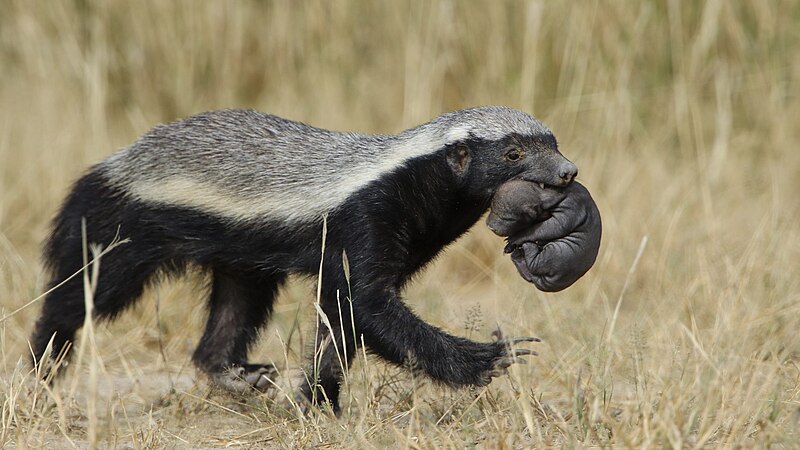 File:Honey badger, Mellivora capensis, carrying young pup in her mouth at Kgalagadi Transfrontier Park, Northern Cape, South Africa (34739009921).jpg