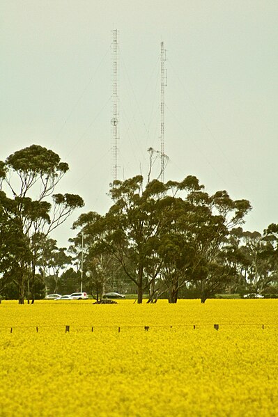 Canola fields and radio towers in Hoppers Crossing