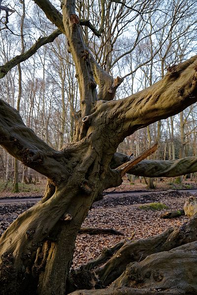 File:Hornbeam on Fairmead Road, High Beach, Essex.jpg