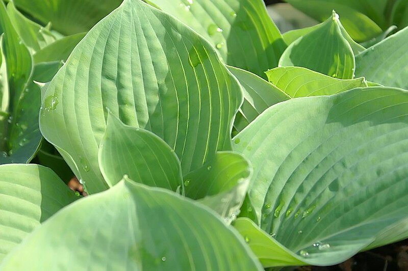 File:Hosta sieboldiana Elegans 0zz.jpg