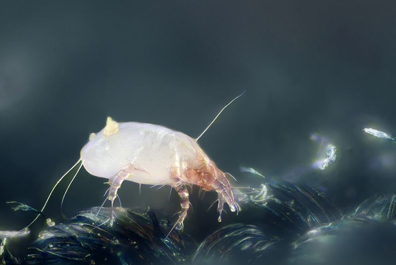 File:House dust mite (Dermatophagoides pteronyssinus).jpg