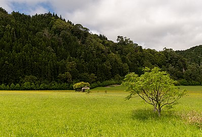 House ruins in the middle of a pasture, Povoação, São Miguel Island, Azores, Portugal