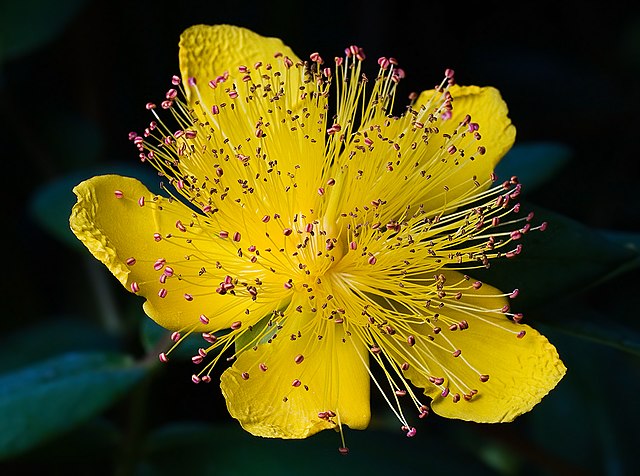 פרח מהסוג פרע,  פרח צהוב לו אבקנים מרובים.