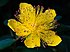 Hypericum calycinum Tasmania.jpg