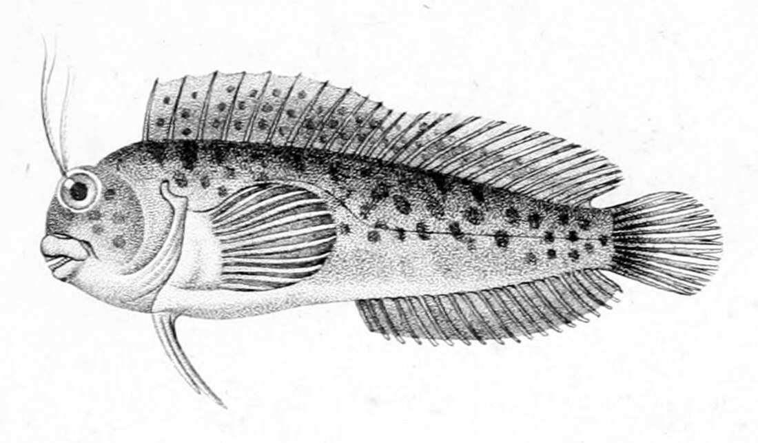 Hypleurochilus