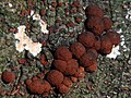 Hypoxylon fragiforme (GB= Beech Woodwart, D= Rötliche Kohlenbeere, F= Hypoxylon en forme de fraise, NL= Roestbruine kogelzwam) brown spores and causes white rot - panoramio.jpg