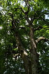 Winter linden (Tilia cordata)