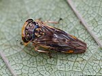 Idiocerus stigmaticalis – von oben