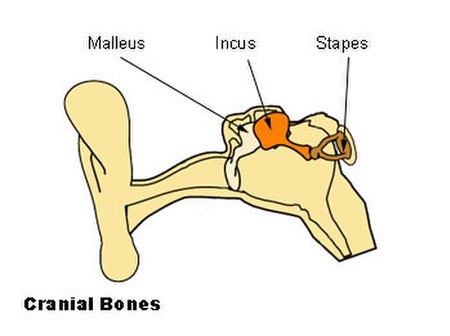 ไฟล์:Illu_auditory_ossicles.jpg