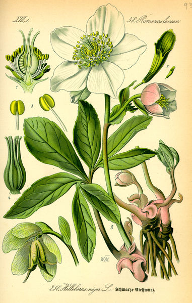 A botanical illustration of a black hellebore, also known as a Christmas rose.