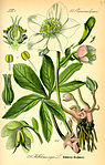 Illustration ur Flora von Deutschland, Österreich und der Schweiz, 1885