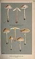 Illustrations of British Fungi (Hymenomycetes), to serve as an atlas to the "Handbook of British Fungi" (Pl. 40) (8163908330).jpg