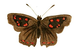 <i>Phasis thero</i> species of insect