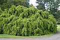 Tsuga canadensis 'Sargentii'