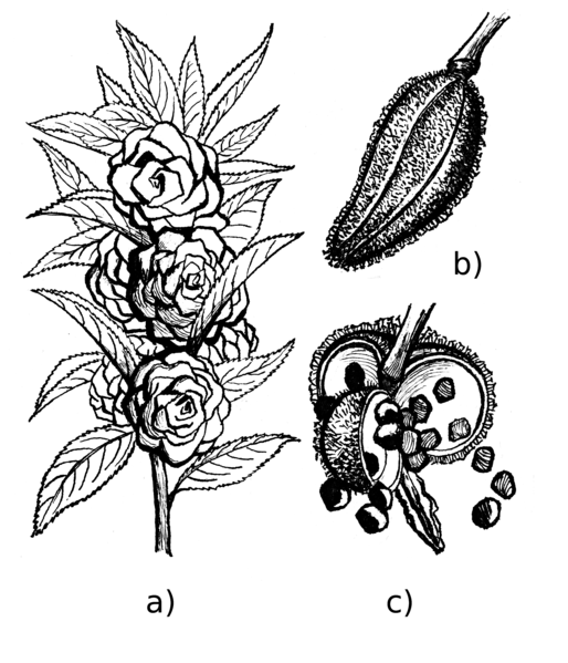 File:Impatiens (PSF).png