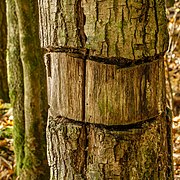 Sawn oak (Quercus) for the development of mushrooms