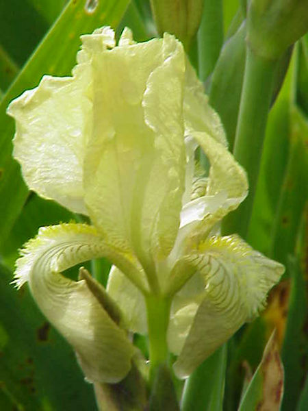 File:Iris junoniana0.jpg