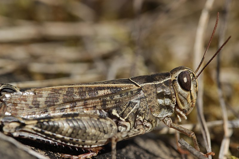File:Italian Locust - Calliptamus italicus (21319490630).jpg