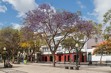 Jacaranda mimosifolia Habitus