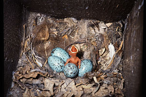 Innenfoto eines Nistkastens mit schnabelsperrendem Nestling und vier Eiern