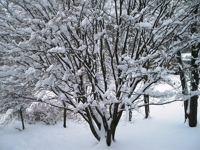 File:Japanese Maple Tree Winter Newton Massachusetts.jpg